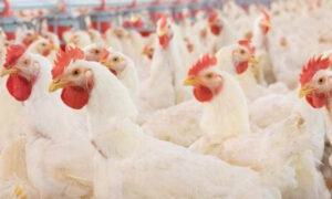 Overcharged For Chicken Scam (September) Read The Complete Details!