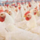 Overcharged For Chicken Scam (September) Read The Complete Details!