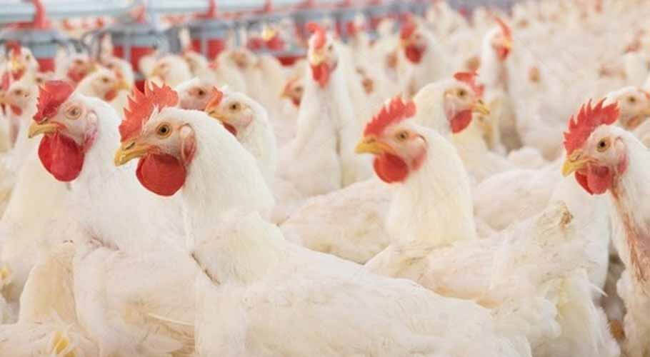 Overcharged For Chicken Scam (September) Read The Complete Details!