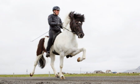 How Many Gaits Does an Icelandic Horse Have (September) Know The Exciting Detail!