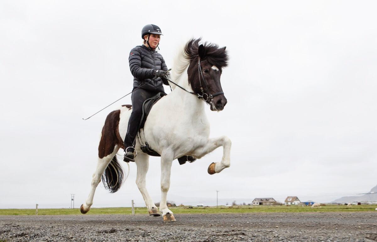 How Many Gaits Does an Icelandic Horse Have (September) Know The Exciting Detail!