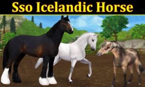 Sso Icelandic Horse (September 2021) Know The Exciting Details!