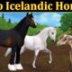 Sso Icelandic Horse (September 2021) Know The Exciting Details!