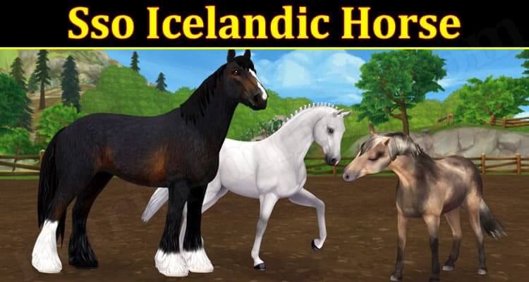 Sso Icelandic Horse (September 2021) Know The Exciting Details!
