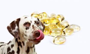 What to Know about Dog Oil Supplements?