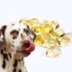 What to Know about Dog Oil Supplements?