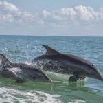 How Long Do Dolphins Live in Wild (March 2022) Know The Details!