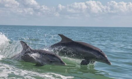 How Long Do Dolphins Live in Wild (March 2022) Know The Details!