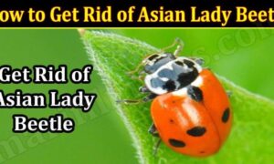 How to Get Rid of Asian Lady Beetle (November 2021) Know The Complete Details!