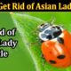 How to Get Rid of Asian Lady Beetle (November 2021) Know The Complete Details!