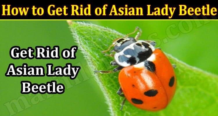 How to Get Rid of Asian Lady Beetle (November 2021) Know The Complete Details!