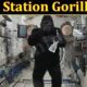 Space Station Gorilla Suit (January 2022) Know The Complete Details!