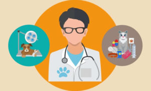 Important Things to Consider for a Basic Veterinary Medicine Career