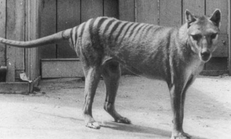 The Tiger Tasmanian Extinction and Colossal Biosciences (August 2022) Complete Details!