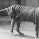 The Tiger Tasmanian Extinction and Colossal Biosciences (August 2022) Complete Details!