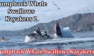 Whale Swallows 2 Kayakers (August 2022) Complete Details!