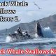 Whale Swallows 2 Kayakers (August 2022) Complete Details!